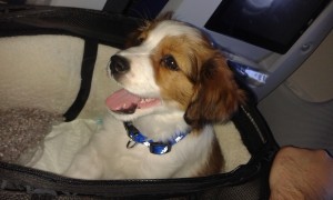 Female kooikerhondje puppy