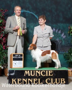 Estaikia's Lucky Lukas male kooikerhondje