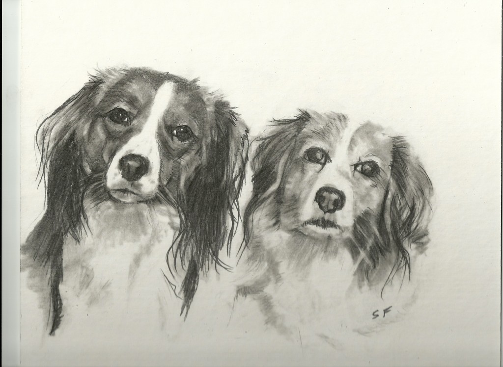 Toni and Nelleke drawn in pencil from photograph of two beautiful kooikers.