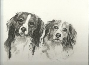 Toni and Nelleke drawn in pencil from photograph of two beautiful kooikers.