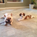 Female kooikerhondje puppy playing with bulldog