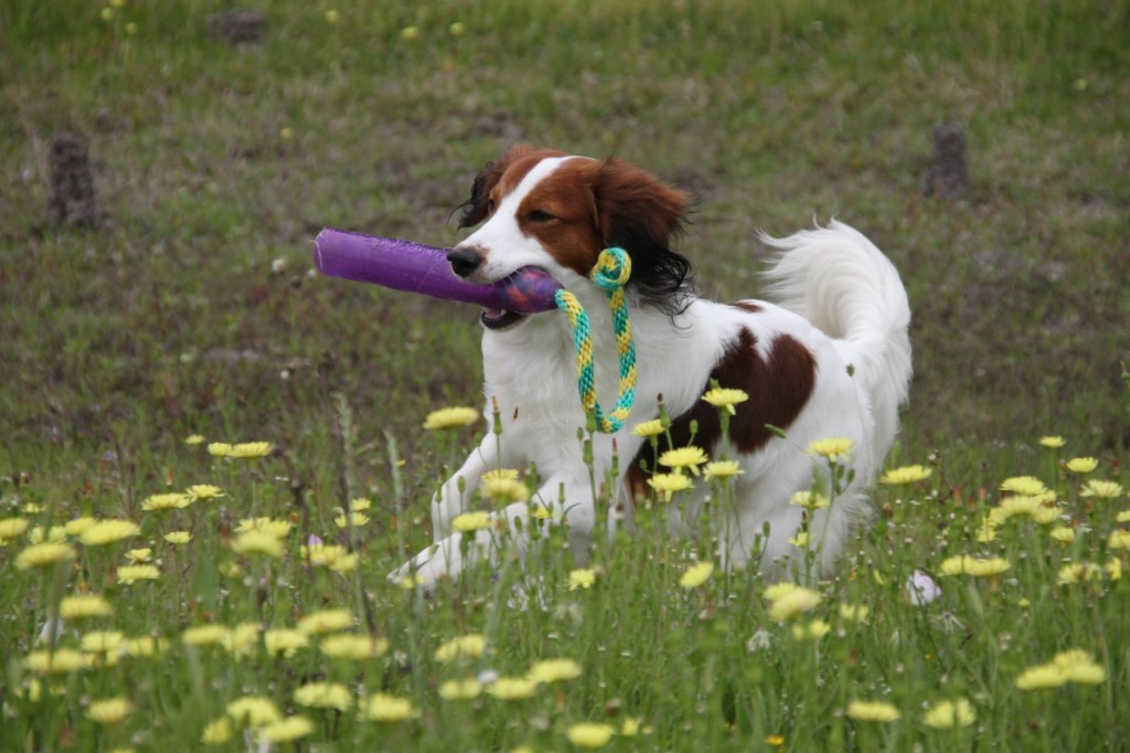 A kooiker runs with a toy in their mouth.