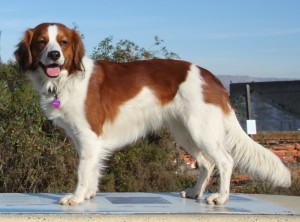 Waterbound First Class Flight "Amica" at 2 years of age. Kooikerhondje Female.