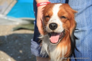 male kooikerhondje with tongue out and smiling