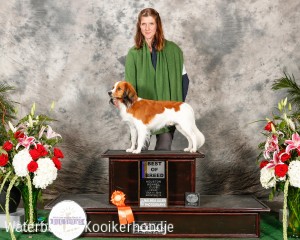Flying Finn Best of Breed Champion of KCUSA Match Show in Houston Texas 2015