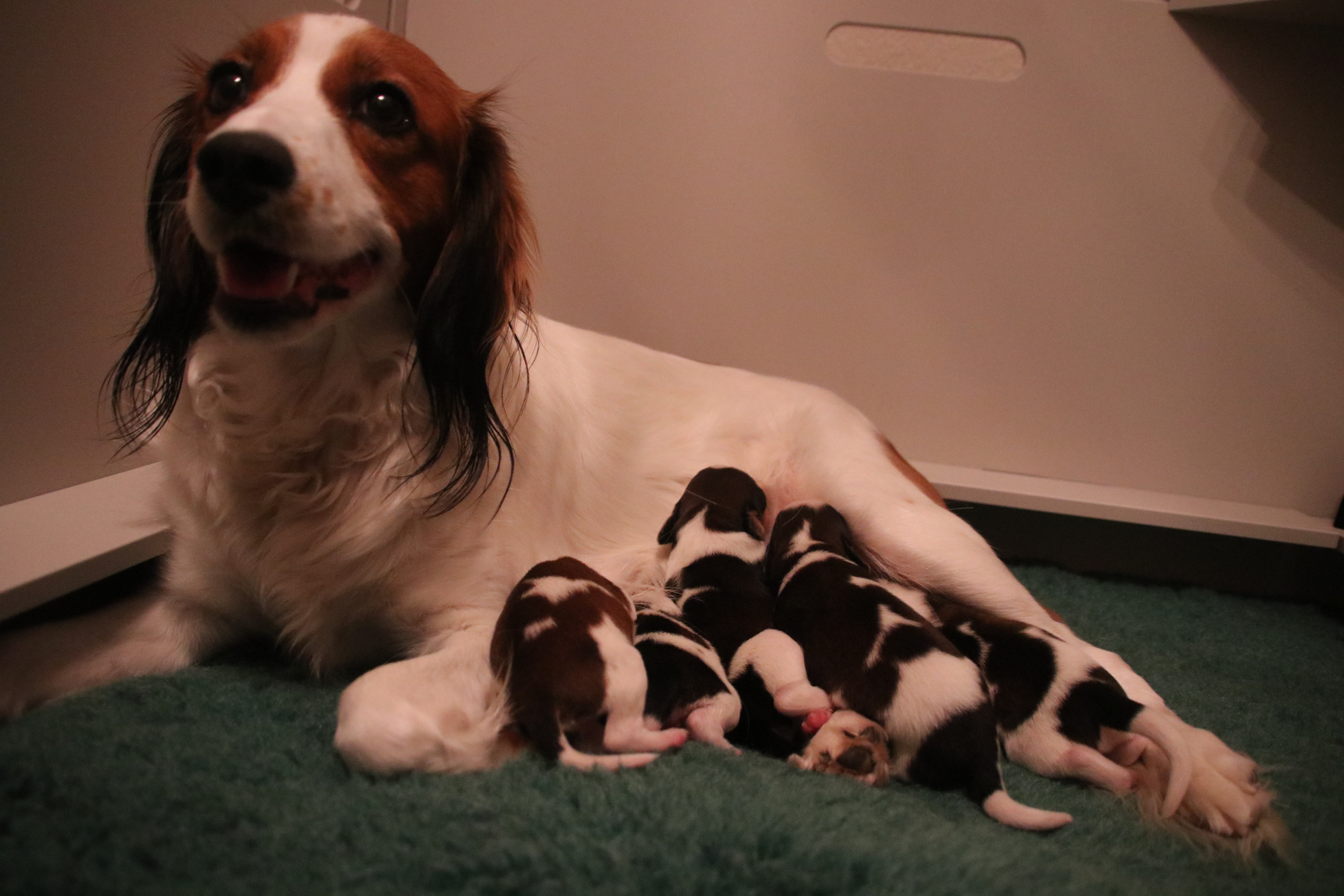carousel kooikerhondjes