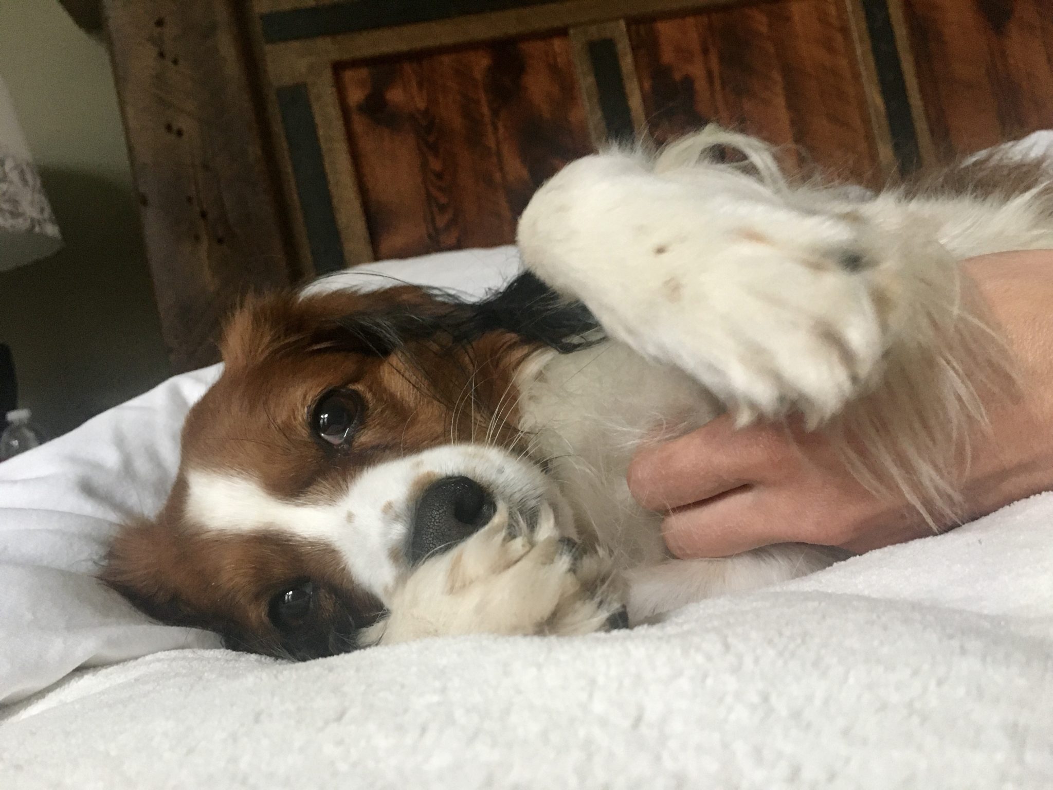 observations-of-the-kooikerhondje-temperament-what-means-sensitive-or